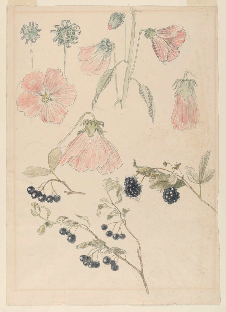 植物细节研究：冬青、蓝莓和黑莓 作者 塞缪尔·科尔曼（Samuel Colman）