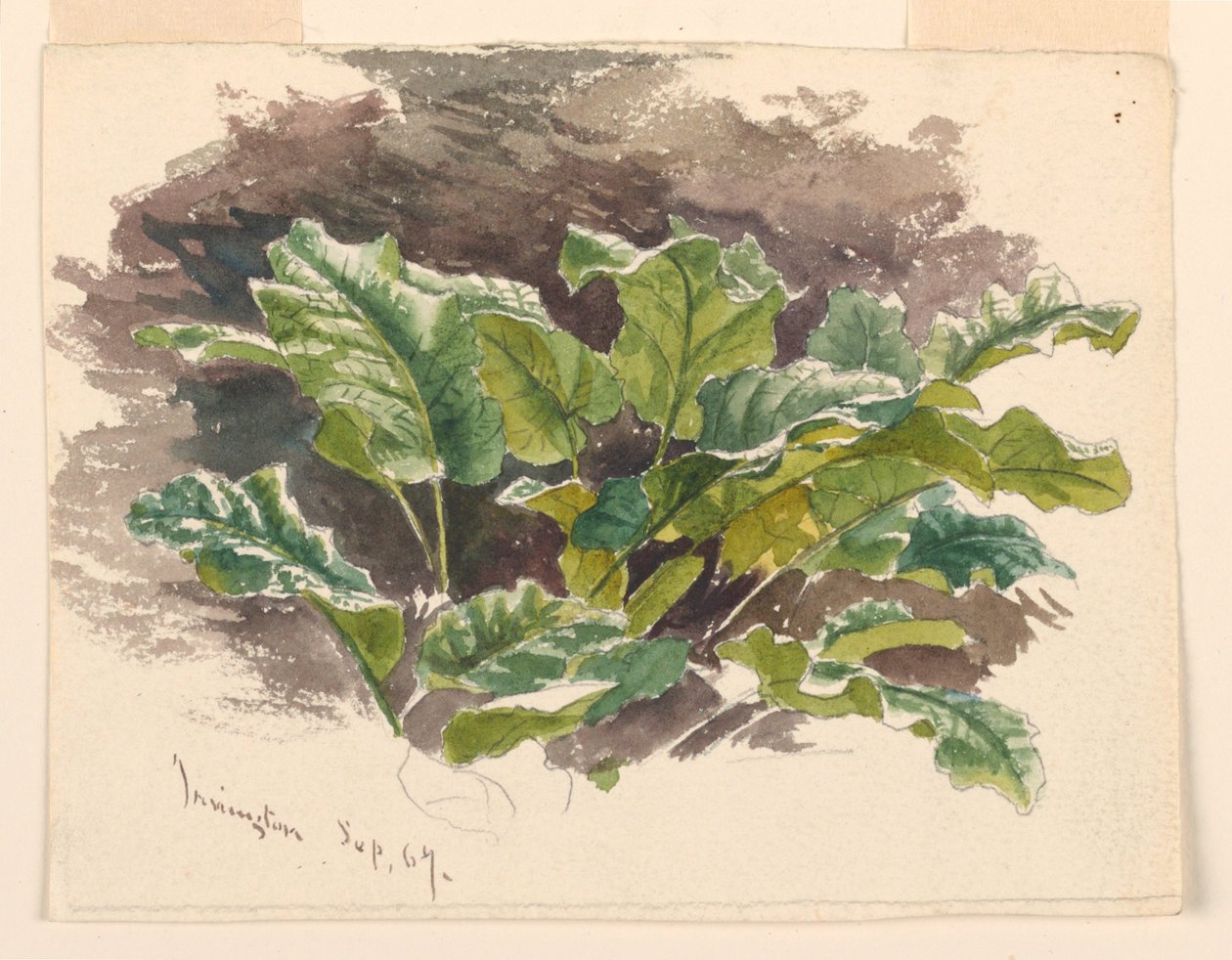 植物学研究 作者 塞缪尔·科尔曼（Samuel Colman）