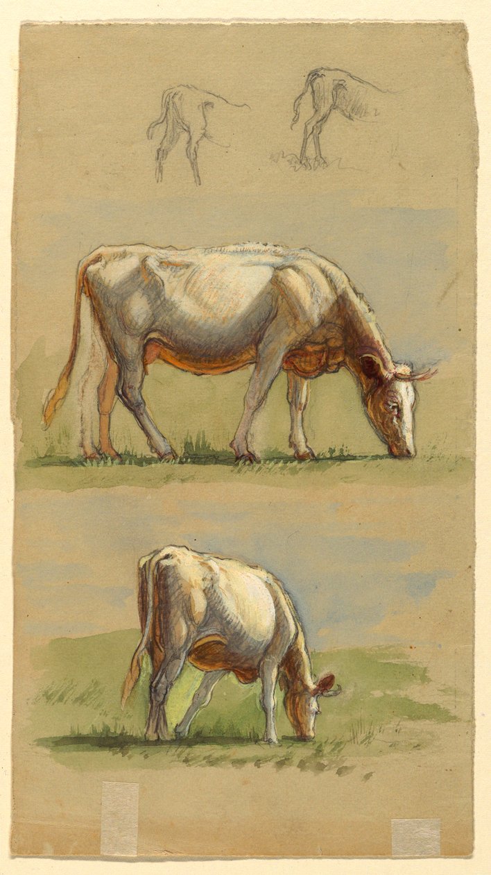 素描，牛，两头放牧的牛和小牛的背，1875-80 年 作者 塞缪尔·科尔曼（Samuel Colman）