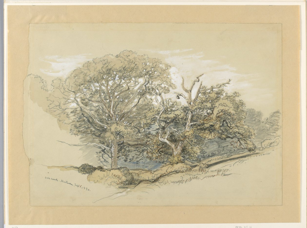 绘画，纽约蒙托克橡树林，1880 年 9 月 8 日 作者 塞缪尔·科尔曼（Samuel Colman）