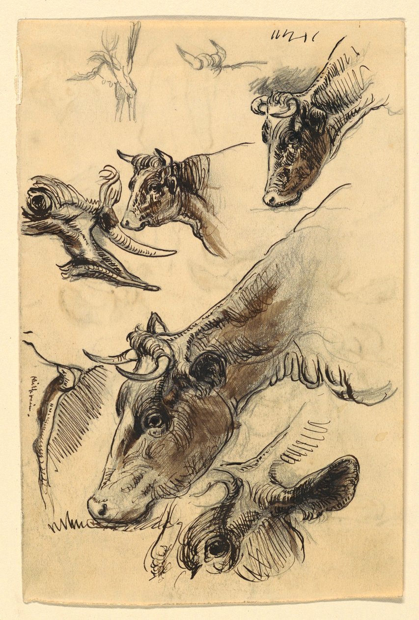 素描牛，欧文顿，1876 年 9 月 作者 塞缪尔·科尔曼（Samuel Colman）