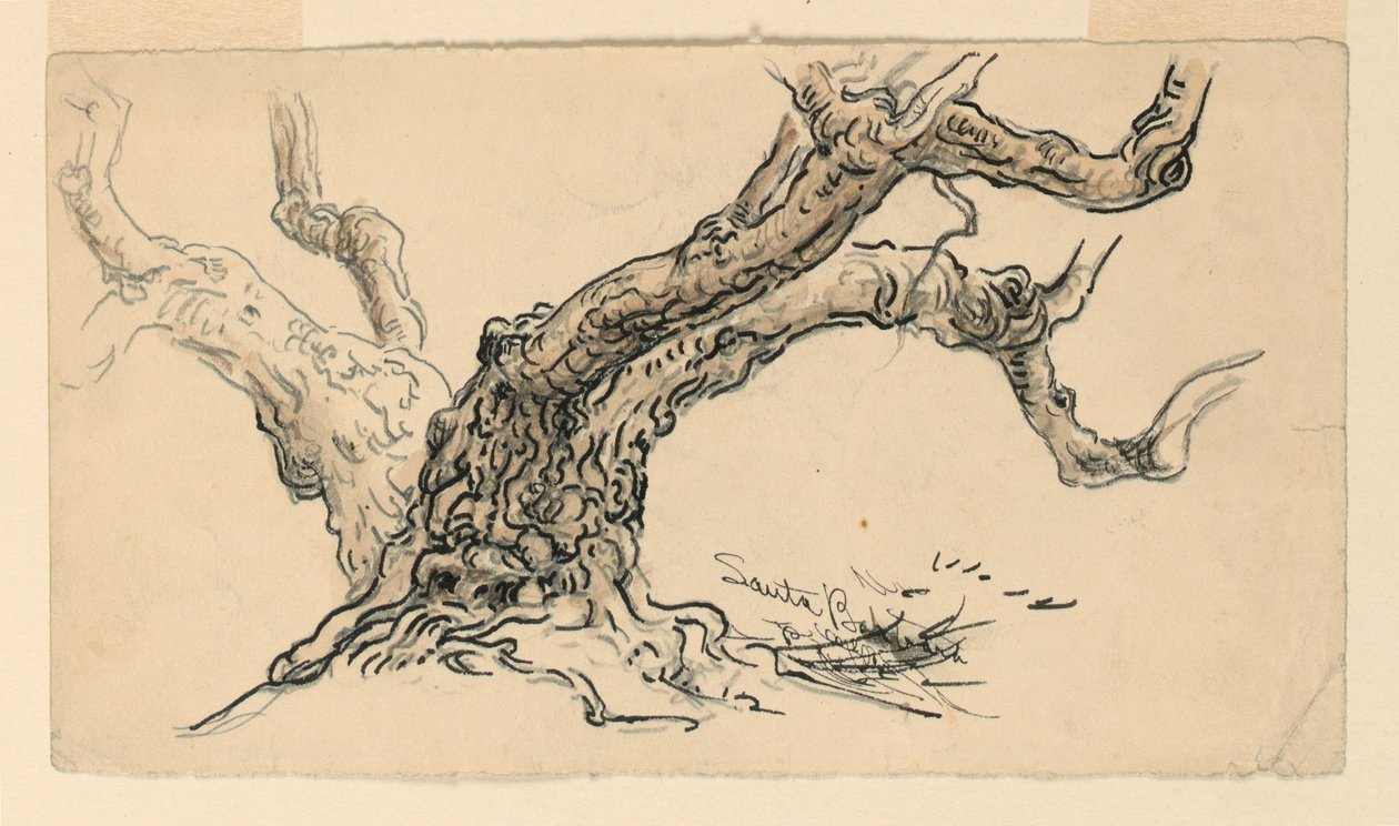 素描加州圣巴巴拉的梧桐树，约 1888 年 作者 塞缪尔·科尔曼（Samuel Colman）