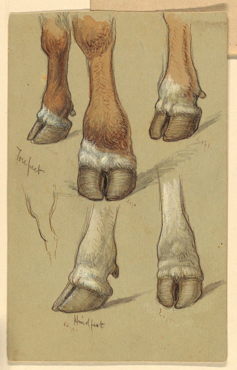 素描，《牛后研究》，1871 年 作者 塞缪尔·科尔曼（Samuel Colman）