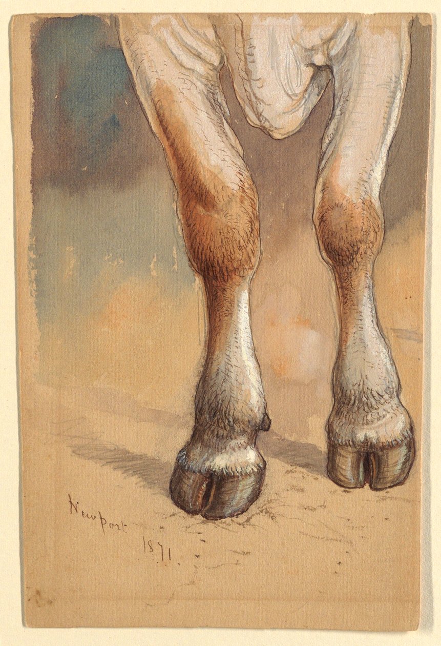 素描，《牛后研究》，1871 年 作者 塞缪尔·科尔曼（Samuel Colman）