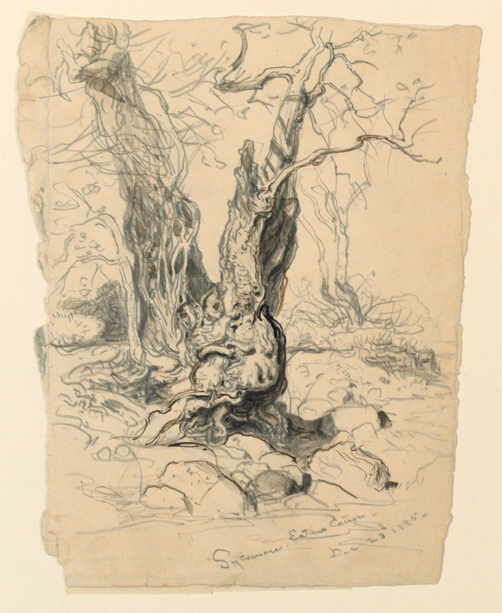 素描，研究。树，1885 年 12 月 23 日 作者 塞缪尔·科尔曼（Samuel Colman）