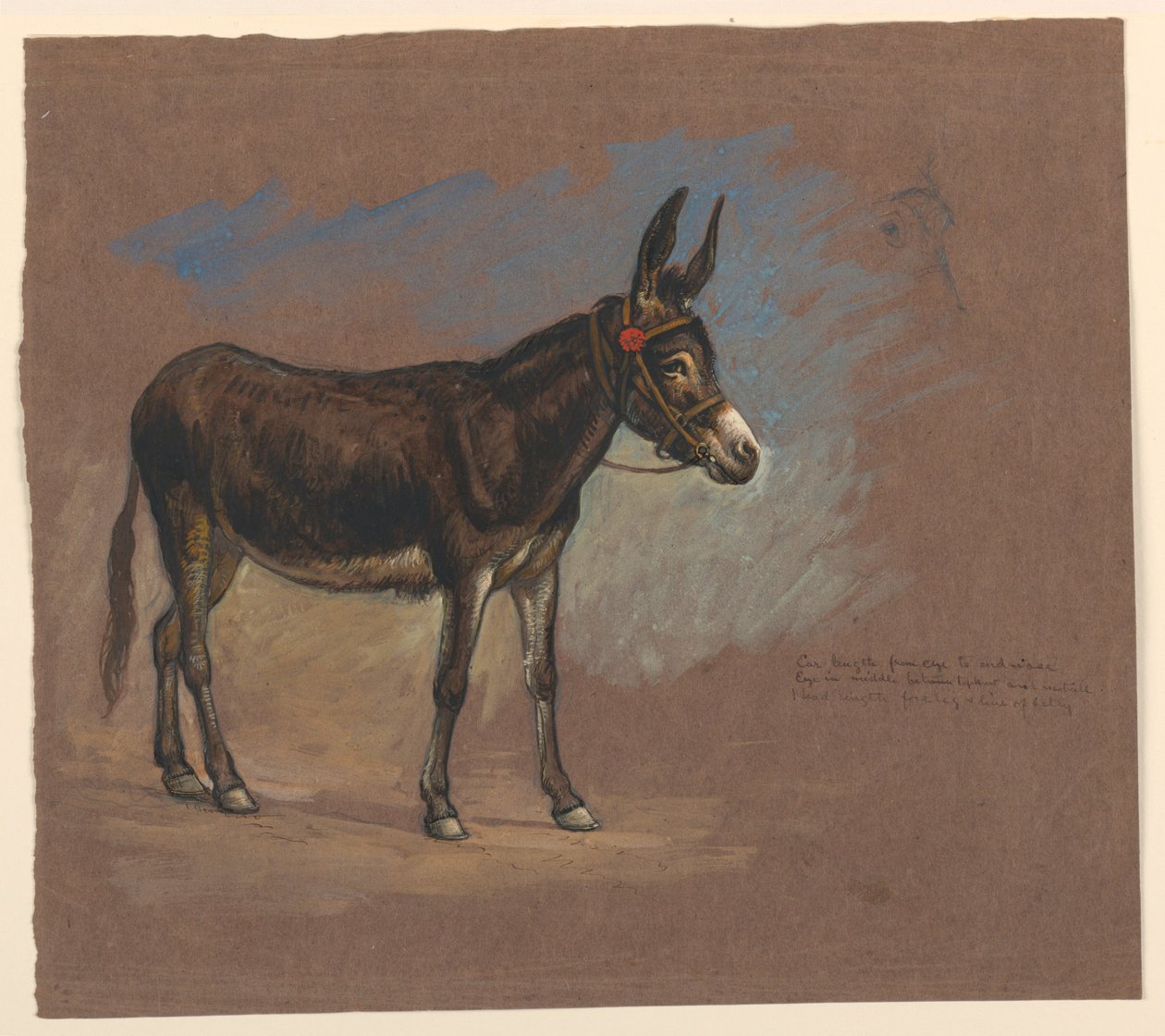 素描，研究。骡子，1872-75 年 作者 塞缪尔·科尔曼（Samuel Colman）