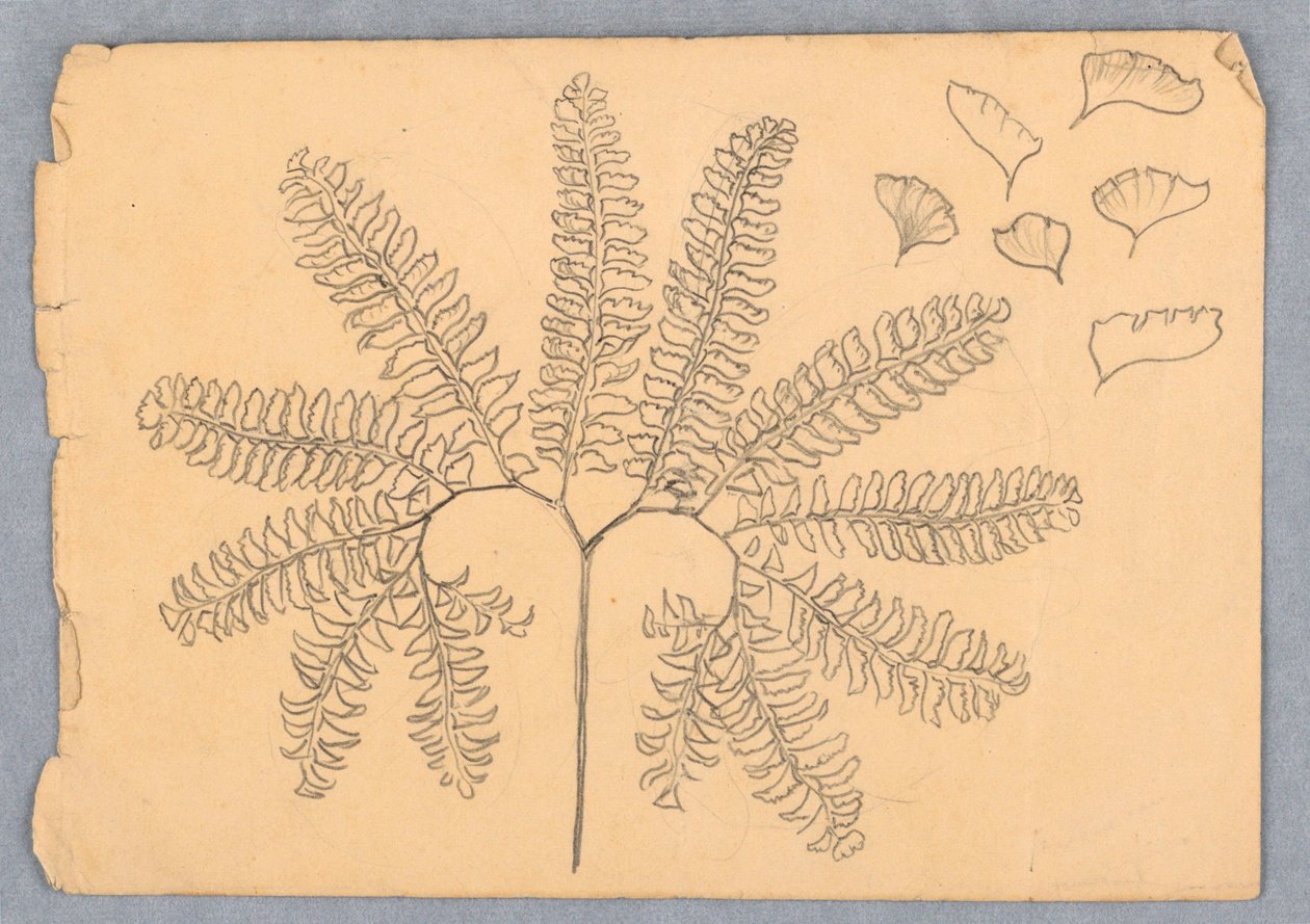 蕨类植物 作者 塞缪尔·科尔曼（Samuel Colman）