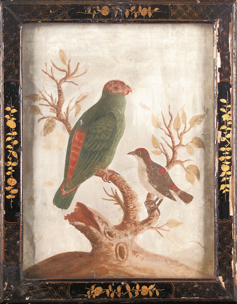 绿色和红色印第安鹦鹉，约 1750 年 作者 塞缪尔·狄克逊