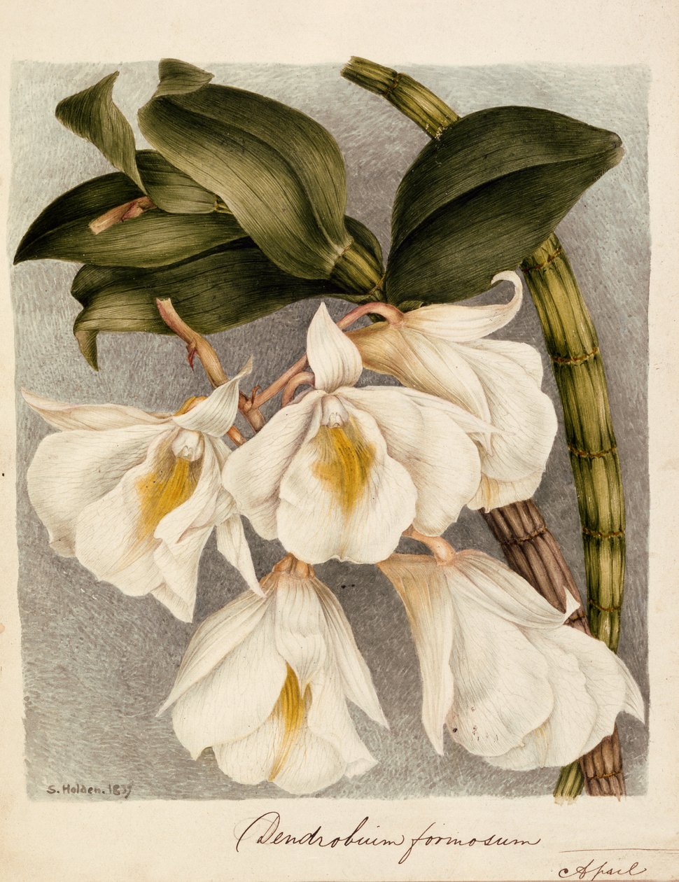 大花蕙兰帅c.1839（水彩） 作者 塞缪尔·霍尔登（Samuel Holden）