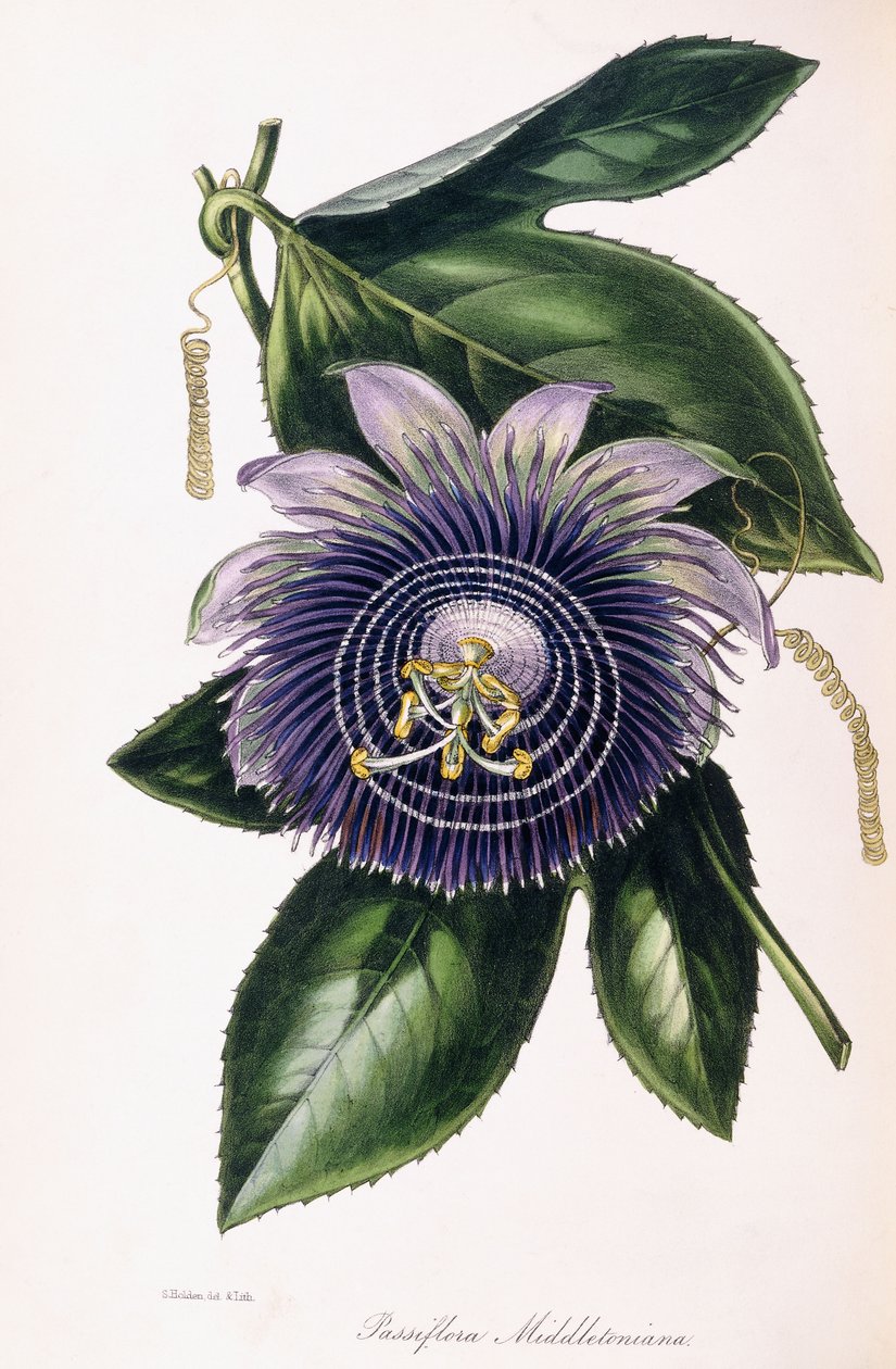 西番莲，c.1834-1849 作者 塞缪尔·霍尔登（Samuel Holden）