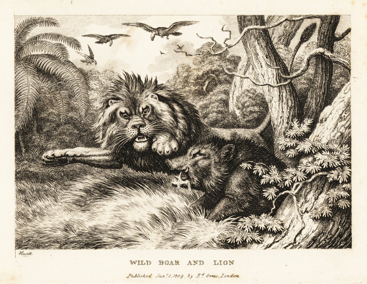 狮子与野猪搏斗，秃鹫在上空盘旋。1811年（蚀刻版画） 作者 塞缪尔·豪伊特