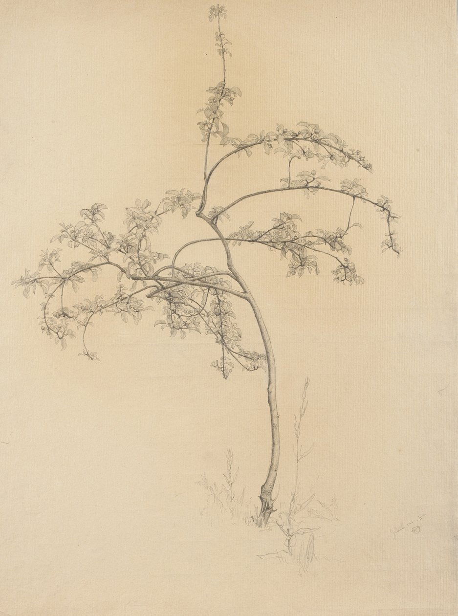 开花的树，1884年（浅黄色纸上的石墨） 作者 塞缪尔·伊沙姆（Samuel Isham）