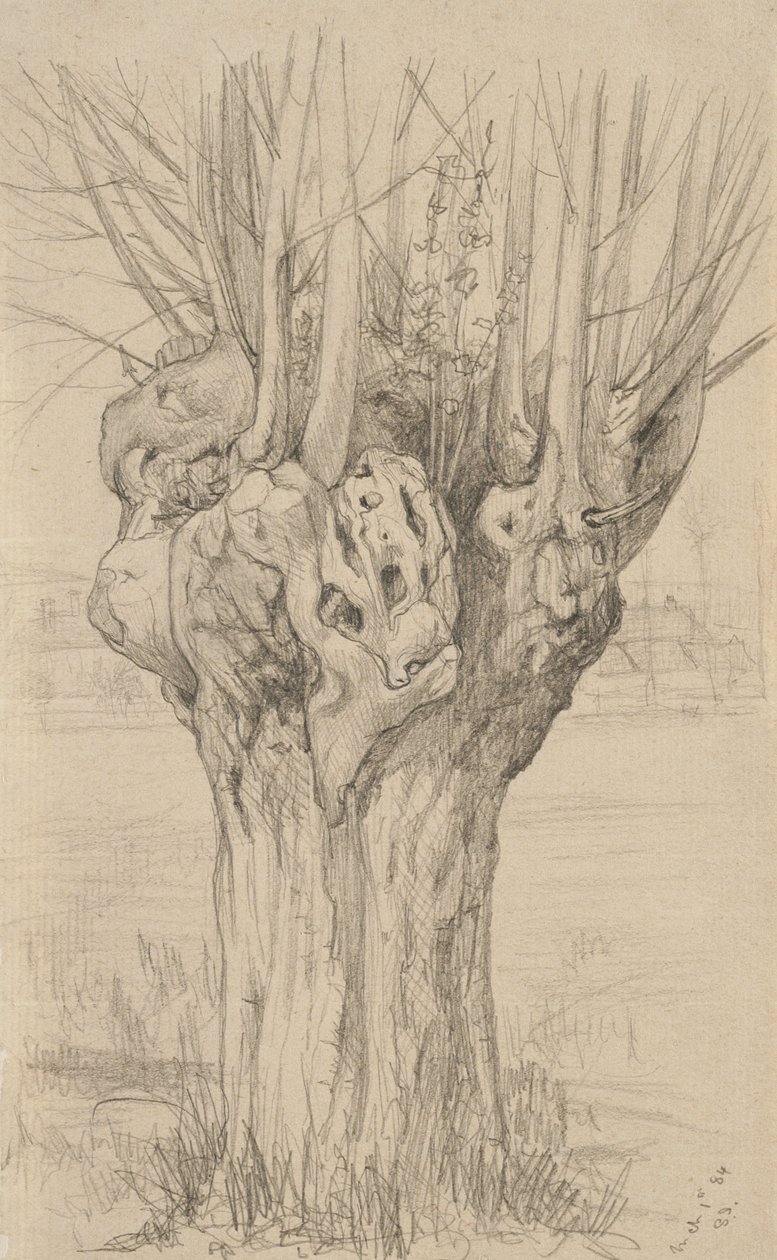 粗糙的树，1884年（抛光纸上的石墨） 作者 塞缪尔·伊沙姆（Samuel Isham）