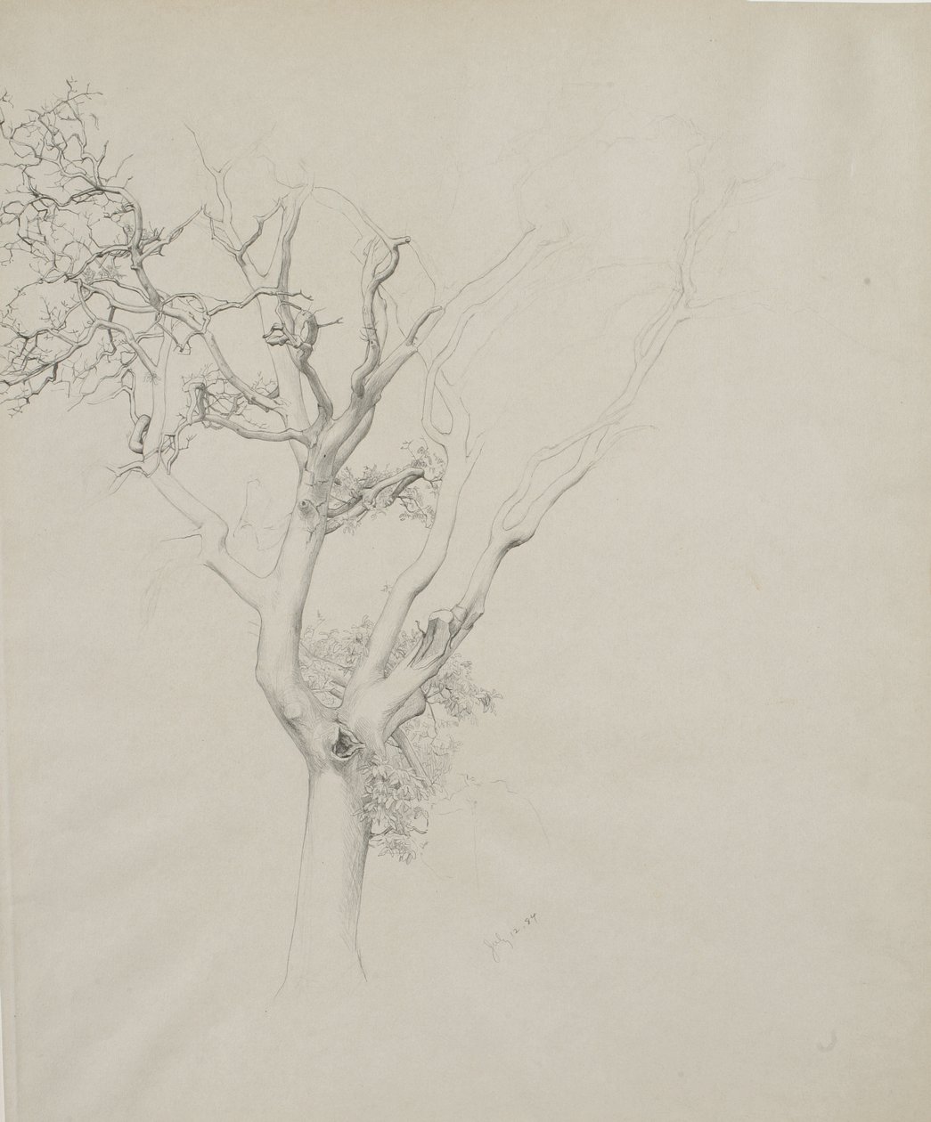 树木研究，1884年（灰色编织纸上的石墨） 作者 塞缪尔·伊沙姆（Samuel Isham）