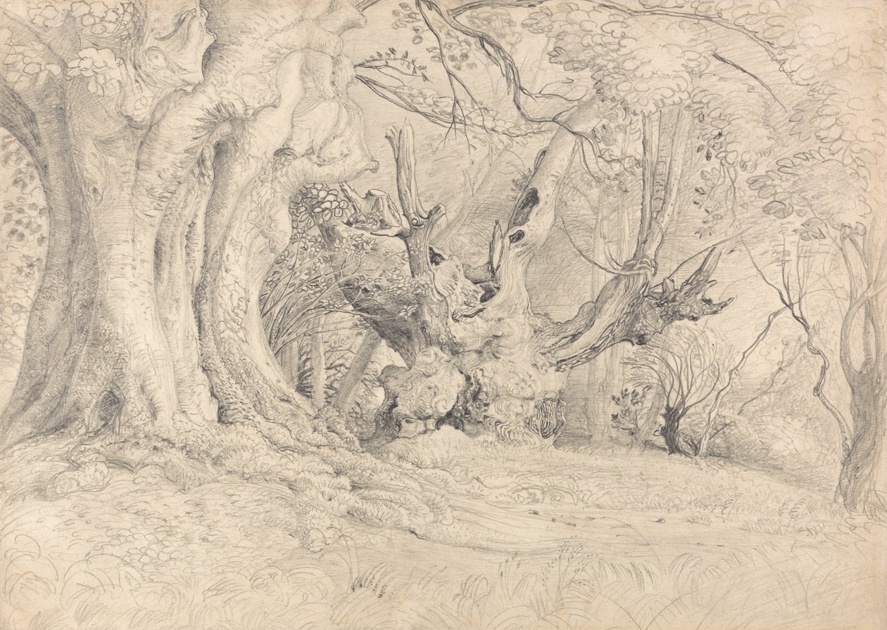古树，卢灵石公园 作者 塞缪尔·帕尔默（Samuel Palmer）
