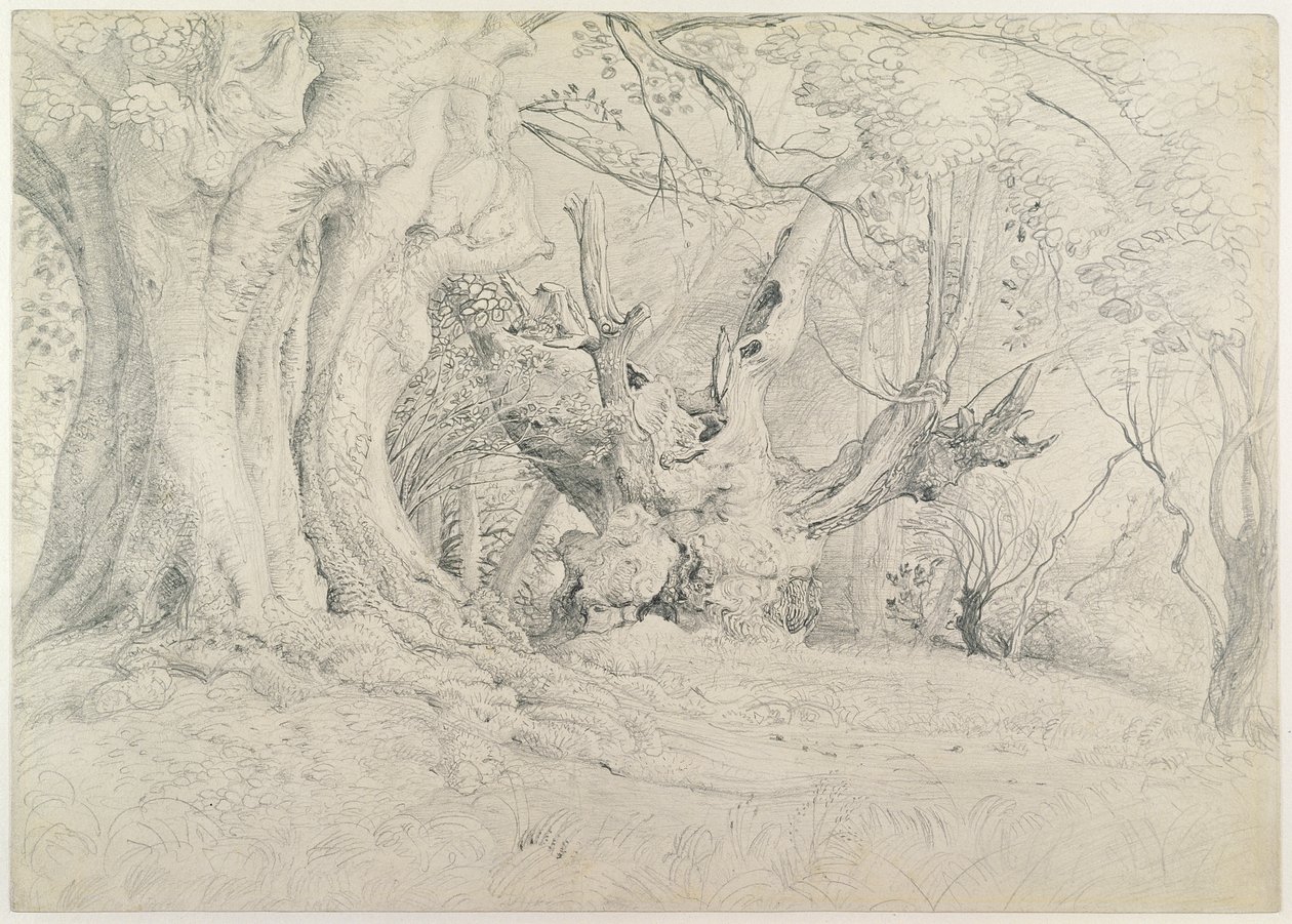 古树，Lullingstone公园，1828年（石墨在纸上） 作者 塞缪尔·帕尔默（Samuel Palmer）