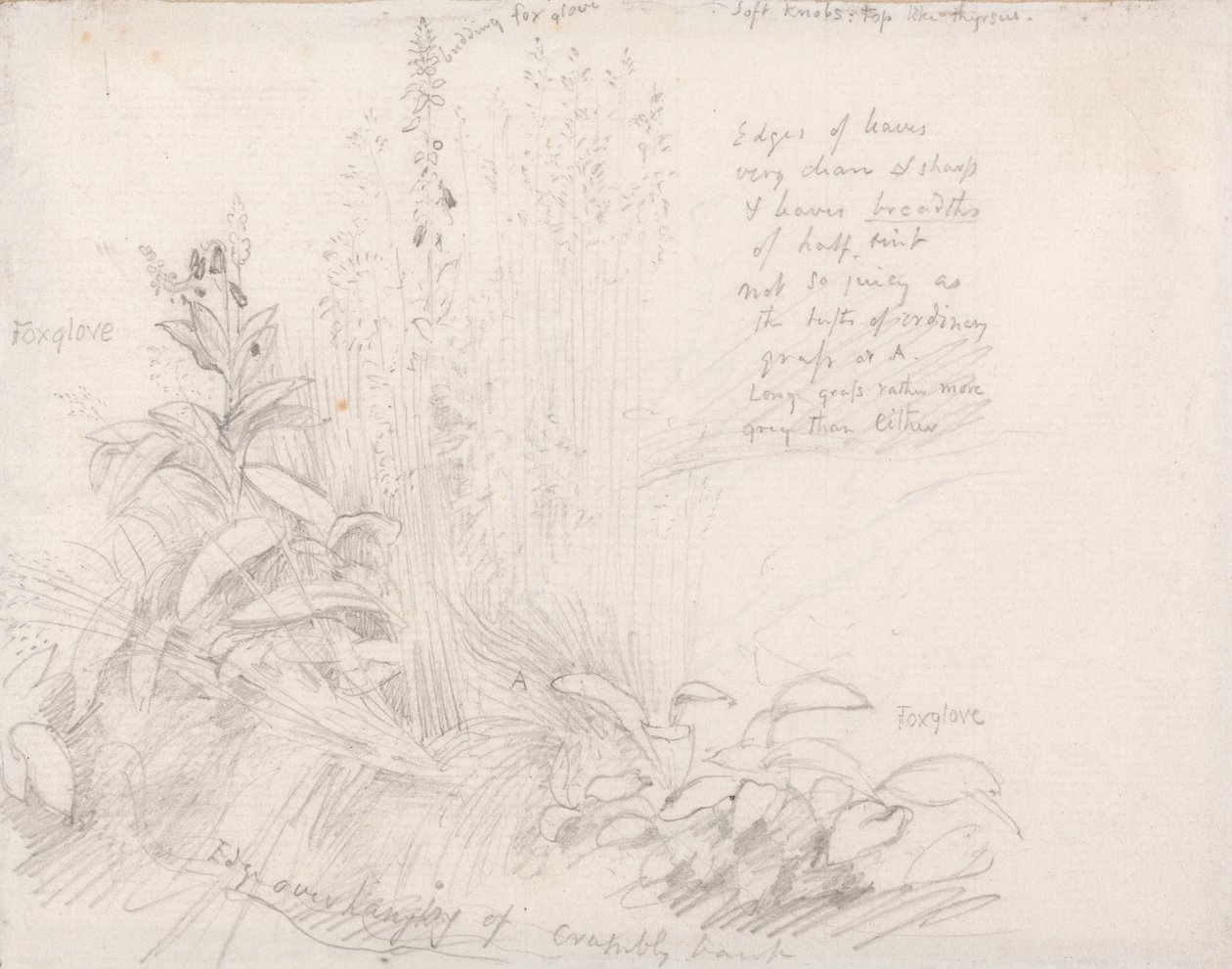 毛地黄 作者 塞缪尔·帕尔默（Samuel Palmer）