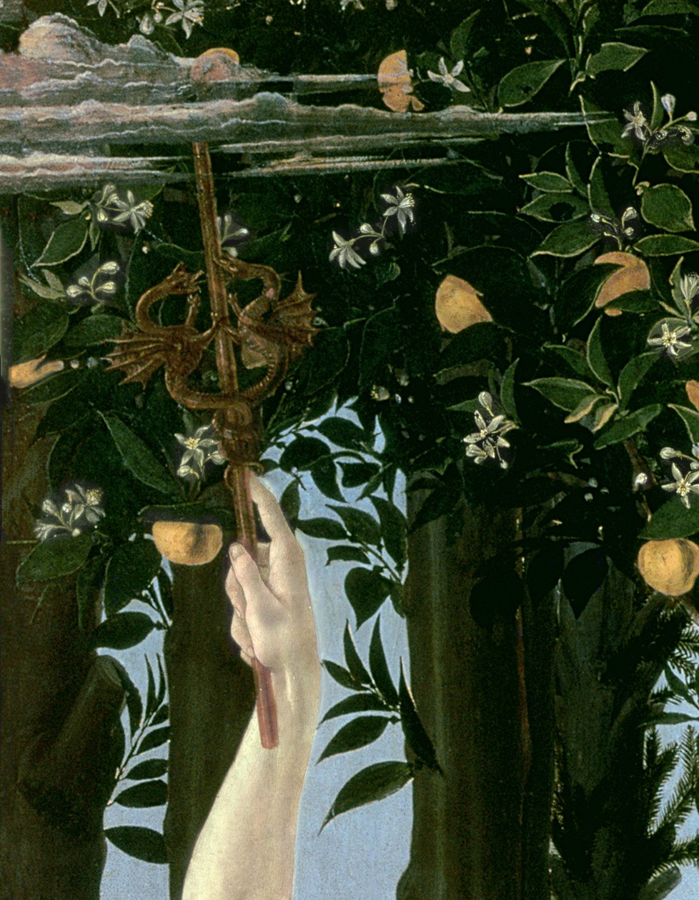Primavera，c.1478，558的面板细节上的蛋彩画 作者 桑德罗·波提切利（Sandro Botticelli）