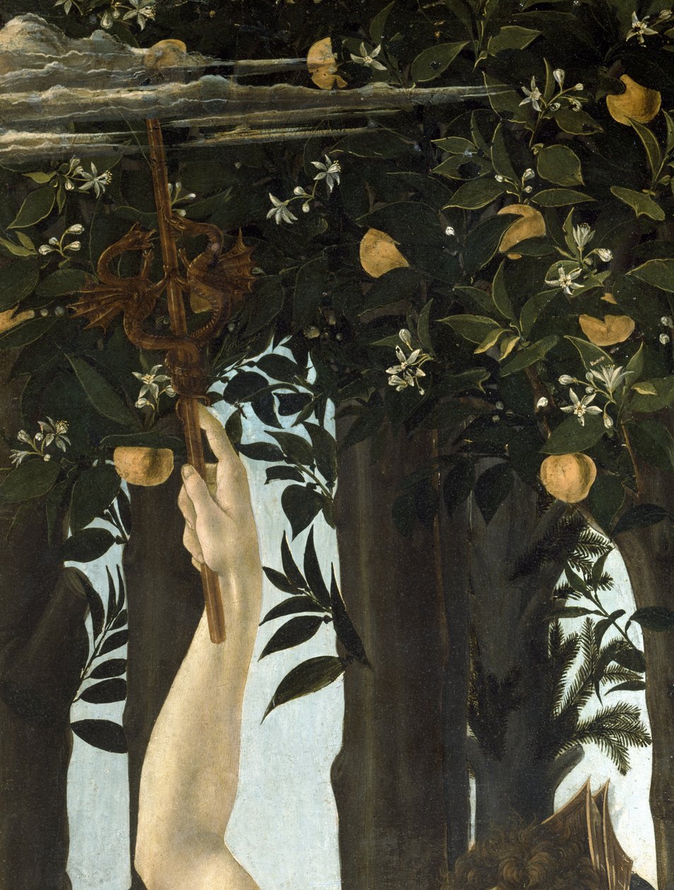 Primavera，c.1478，558的面板细节上的蛋彩画 作者 桑德罗·波提切利（Sandro Botticelli）