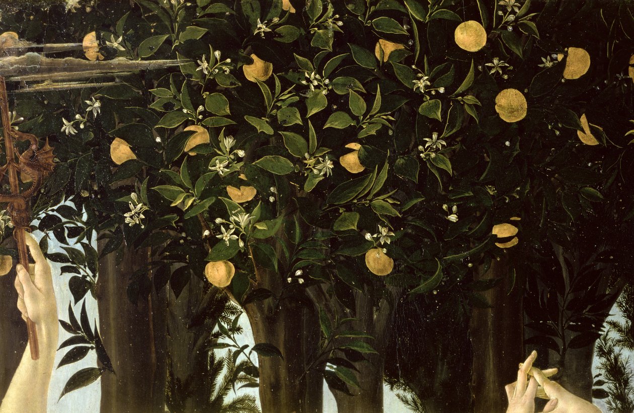 Primavera，橙树的细节，c.1478在板上的蛋彩画 作者 桑德罗·波提切利（Sandro Botticelli）