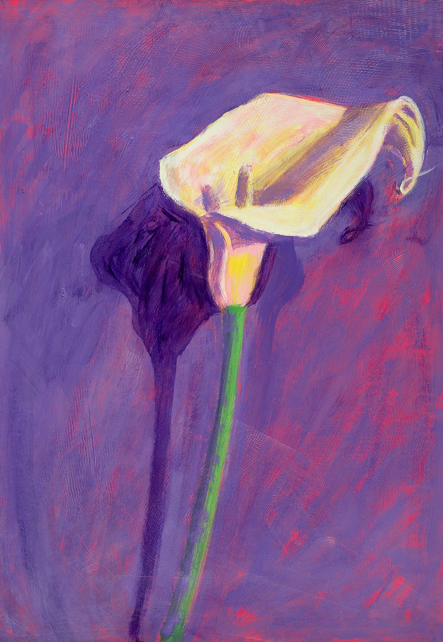 Arum Lily（油卡） 作者 莎拉·海沃德