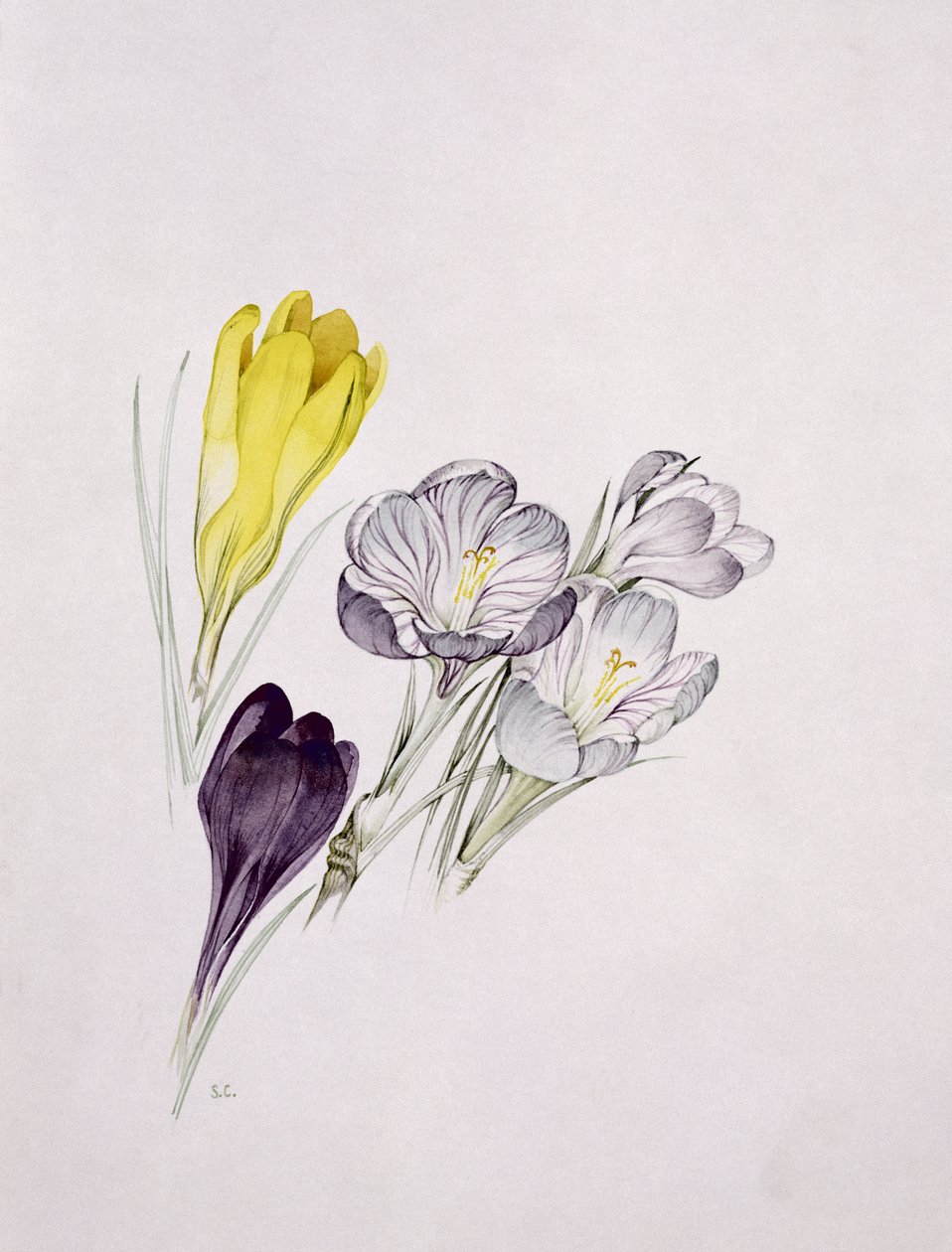 番 作者 莎拉·克雷斯威尔（Sarah Creswell）