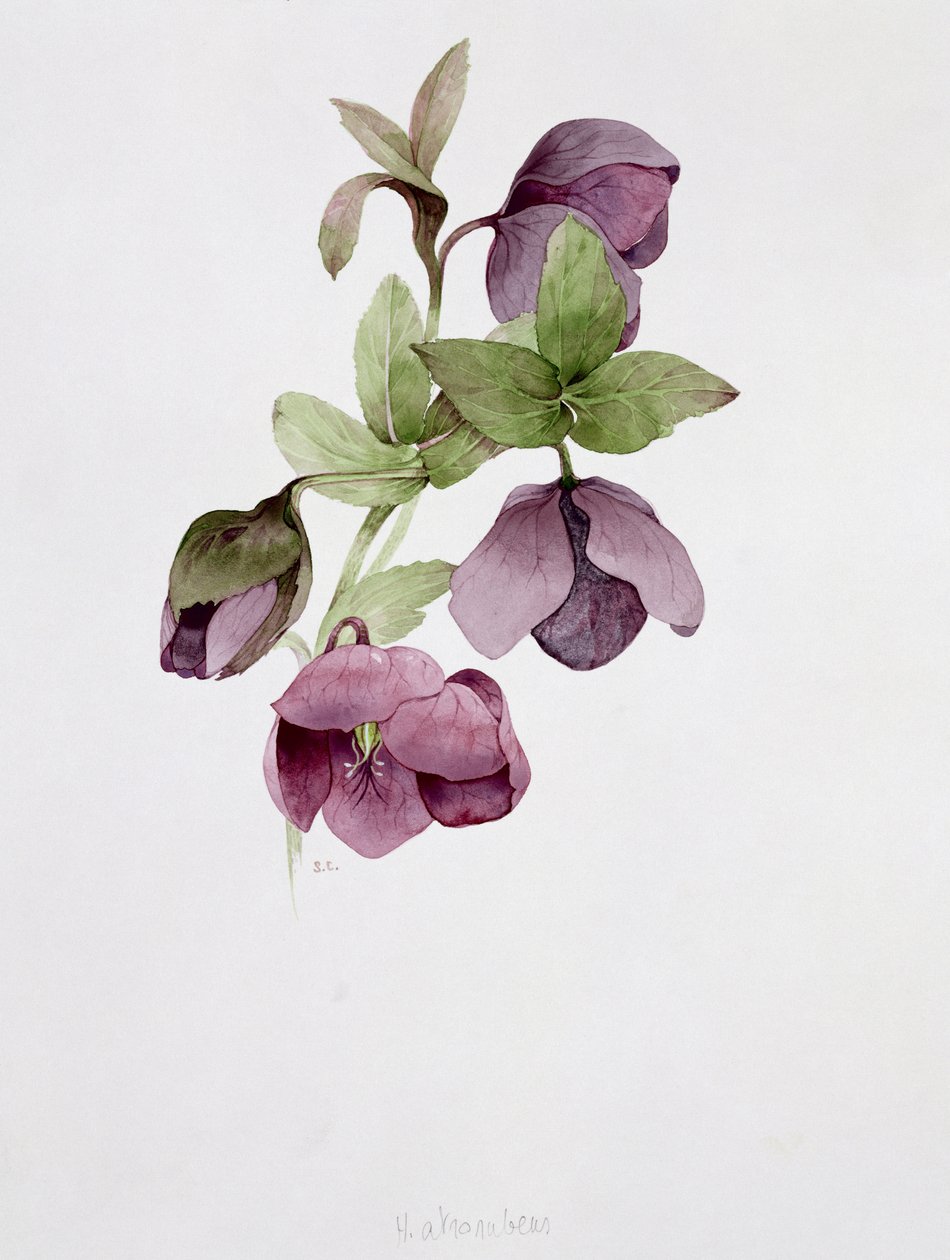 Helleborus atrorubens 作者 莎拉·克雷斯威尔（Sarah Creswell）