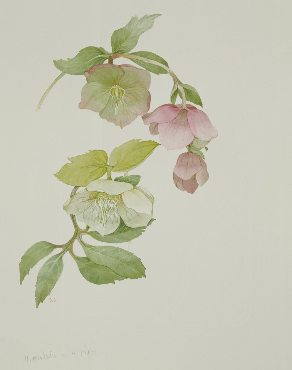 Helleborus orientalio和Helleborus niger 作者 莎拉·克雷斯威尔（Sarah Creswell）