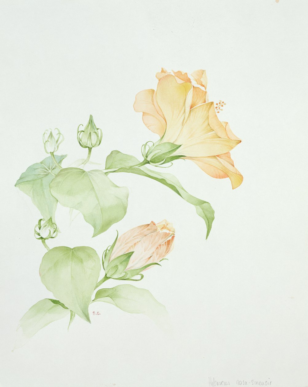 扶桑 作者 莎拉·克雷斯威尔（Sarah Creswell）