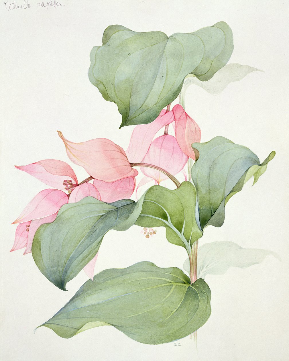 宏伟的medinilla 作者 莎拉·克雷斯威尔（Sarah Creswell）