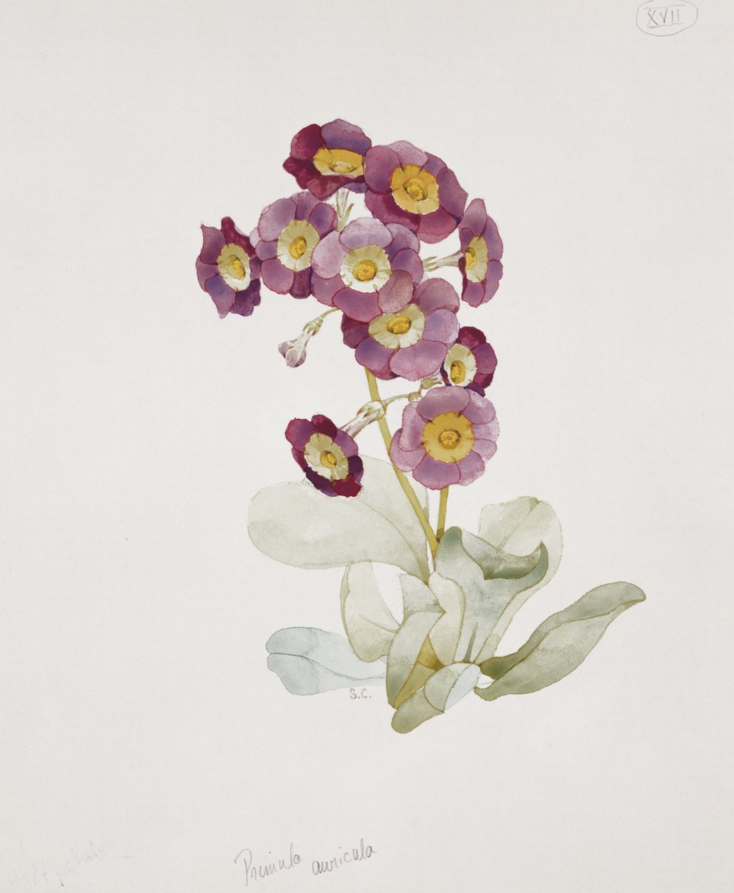 报春花（Primrose） 作者 莎拉·克雷斯威尔（Sarah Creswell）