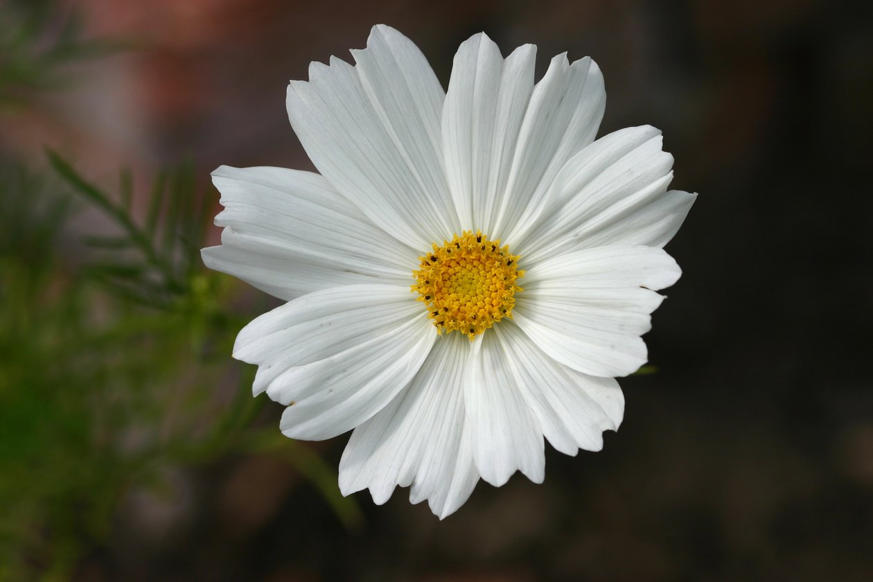 Garsington Cosmos，2009（照片） 作者 莎拉·欧图尔（Sarah OToole）
