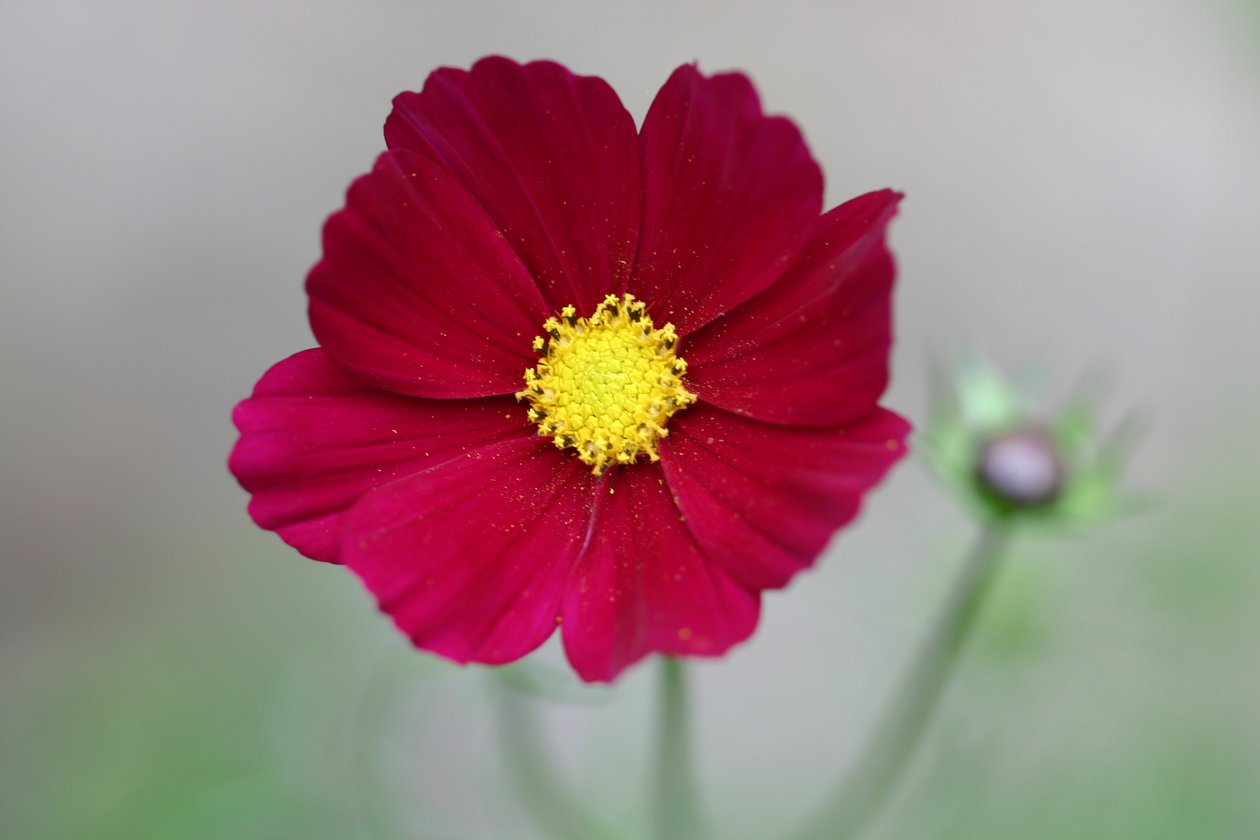 Garsington Dahlia，2009年 作者 莎拉·欧图尔（Sarah OToole）