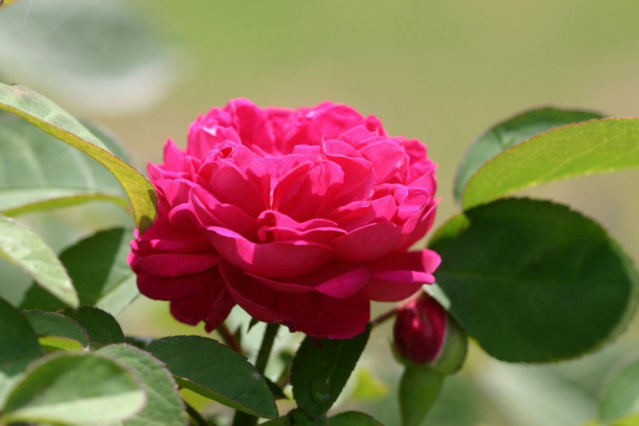 Garsington David Austin Rose，2009 作者 莎拉·欧图尔（Sarah OToole）