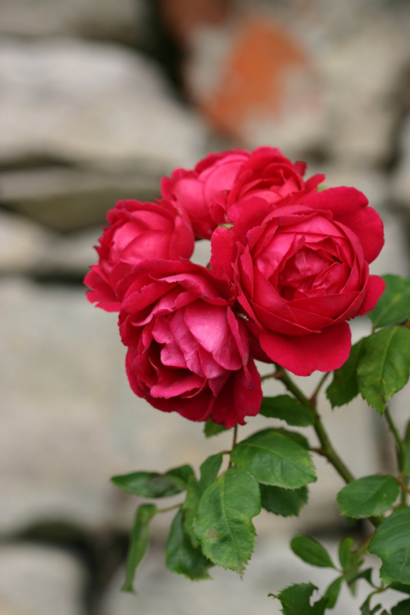Garsington Rose，2009 作者 莎拉·欧图尔（Sarah OToole）