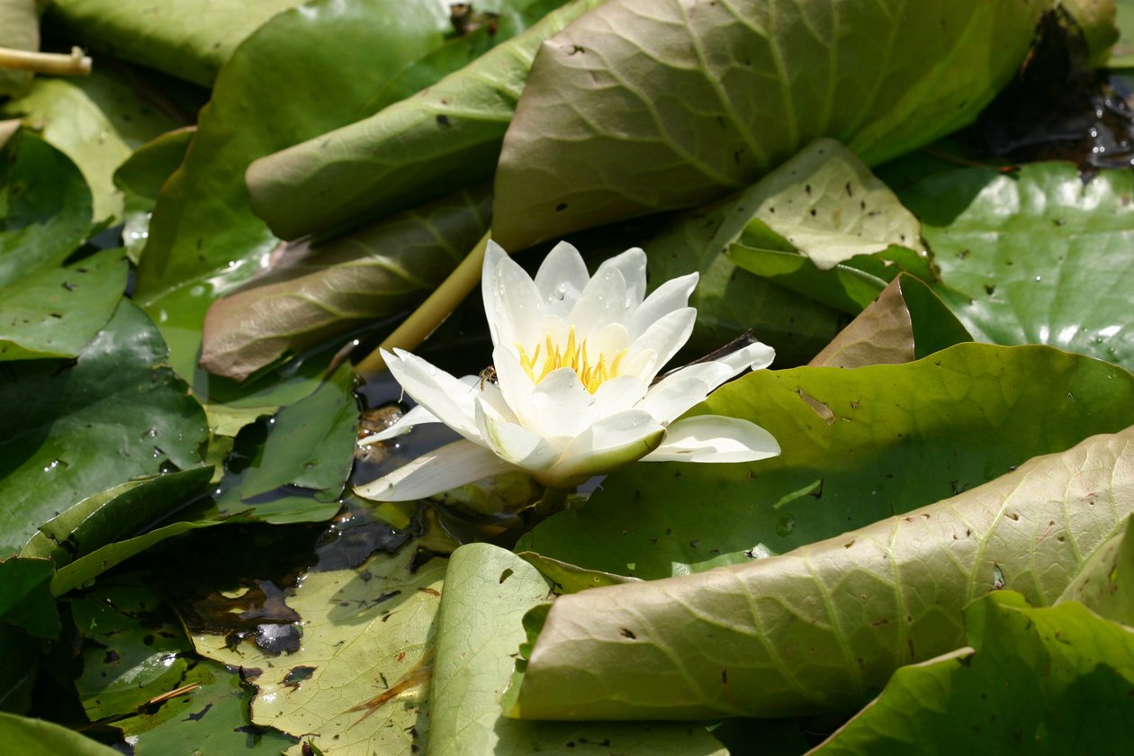 Garsington Waterlily，2009 作者 莎拉·欧图尔（Sarah OToole）