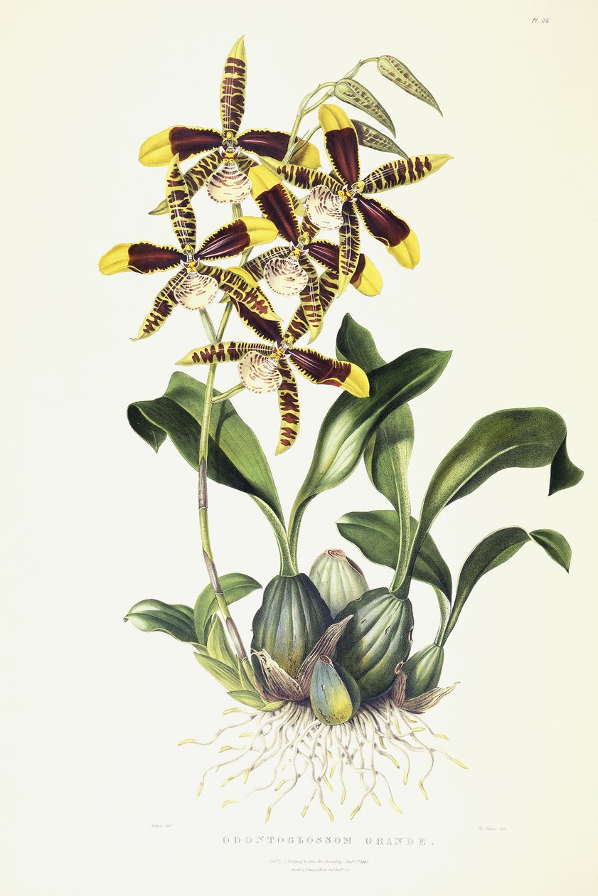 大齿齿龙（Odontoglossom），约1837-1843年 作者 德雷克小姐