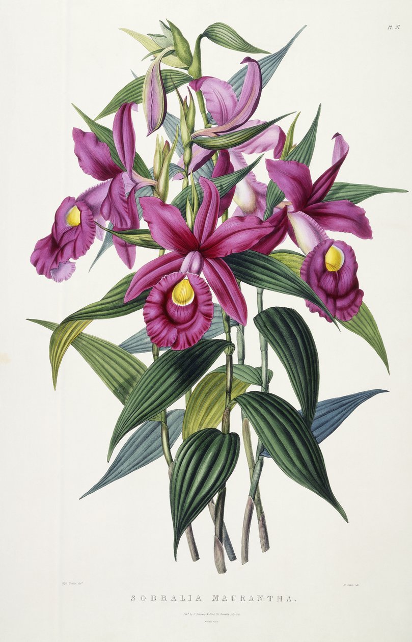 索布拉利亚·麦兰莎（Sobralia Macrantha），约1837-43年 作者 德雷克小姐