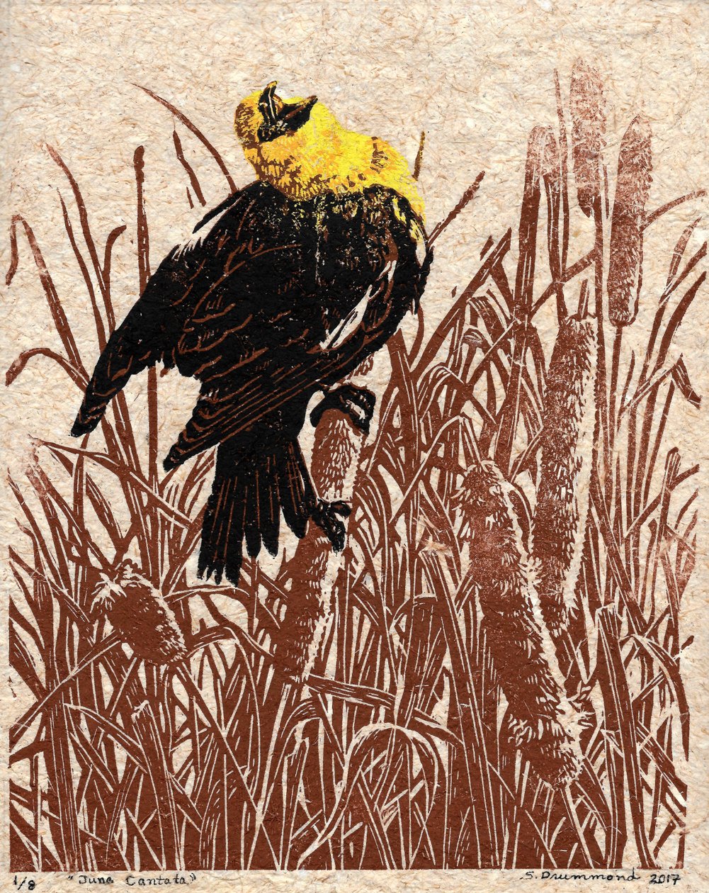 猫尾草大合唱》，2017 年（连环画） 作者 萨拉·德拉蒙德