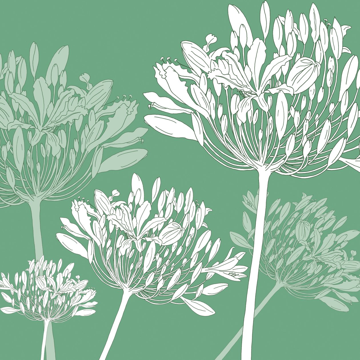 Agapanthus breeze，2005（数字化） 作者 莎拉·霍夫