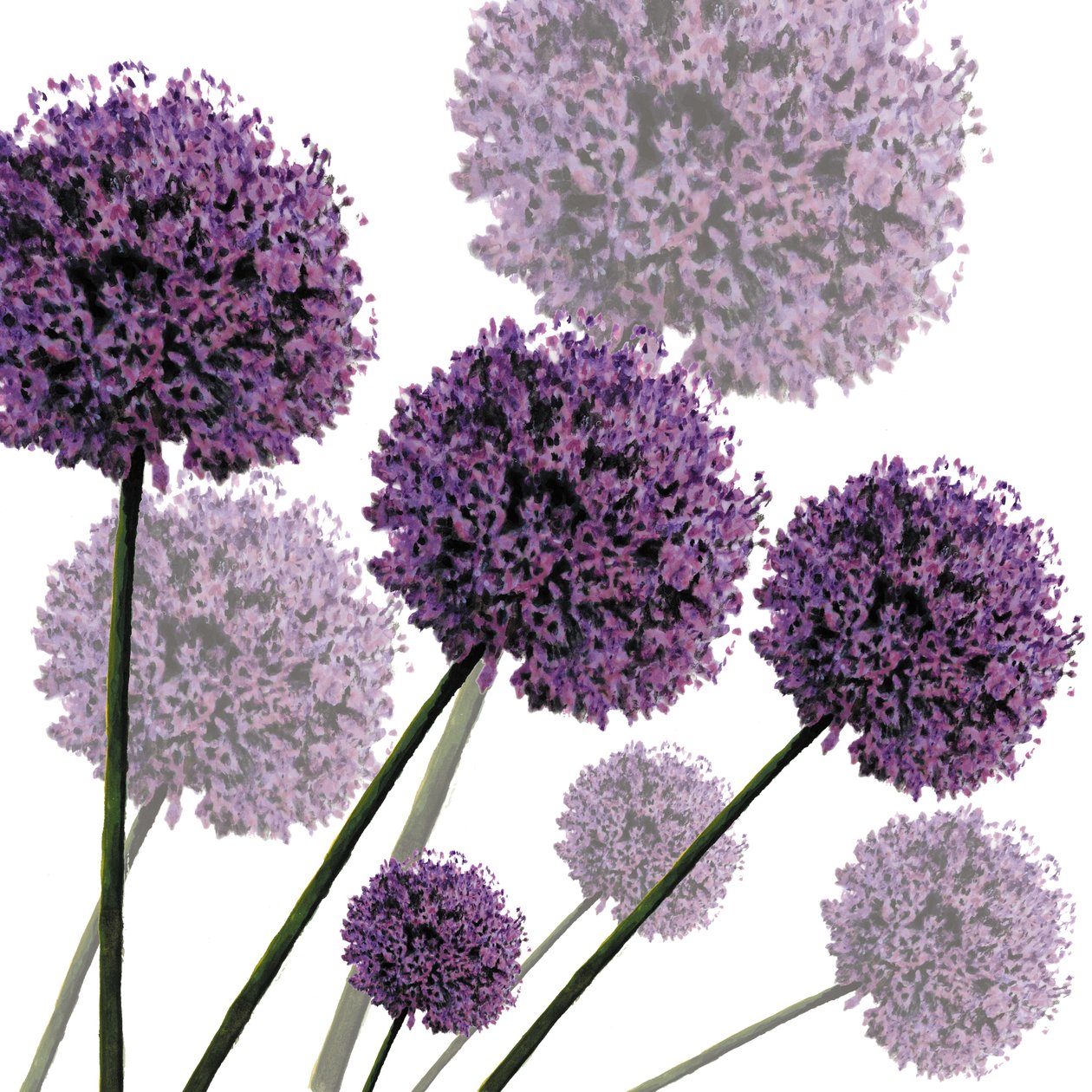 Allium Fernandez，2004（数字化） 作者 莎拉·霍夫