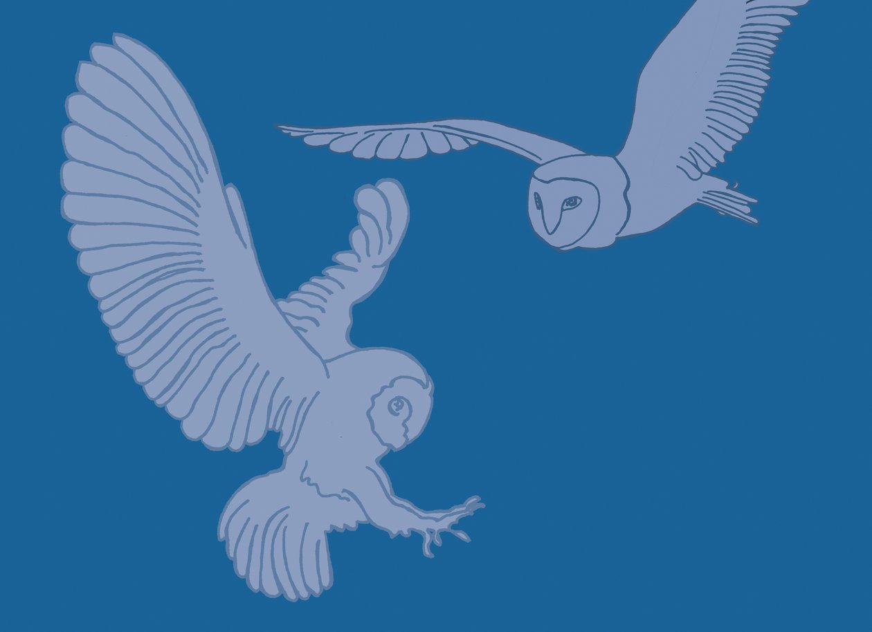 Barn Owls, 2017 作者 莎拉·霍夫