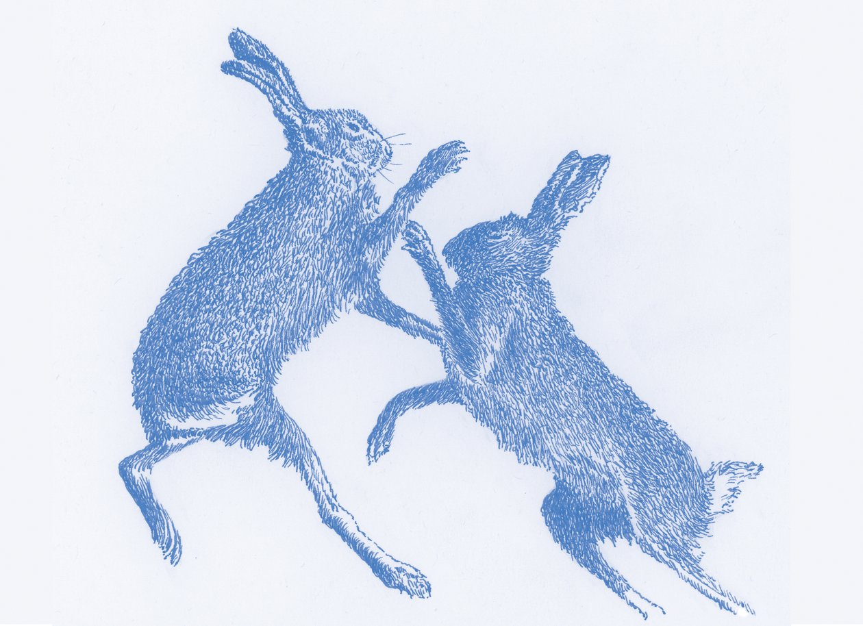 Boxing Hares, 2017 作者 莎拉·霍夫