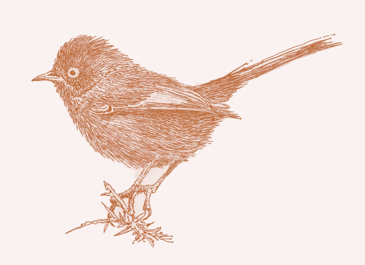 Dartford Warbler, 2017 作者 莎拉·霍夫