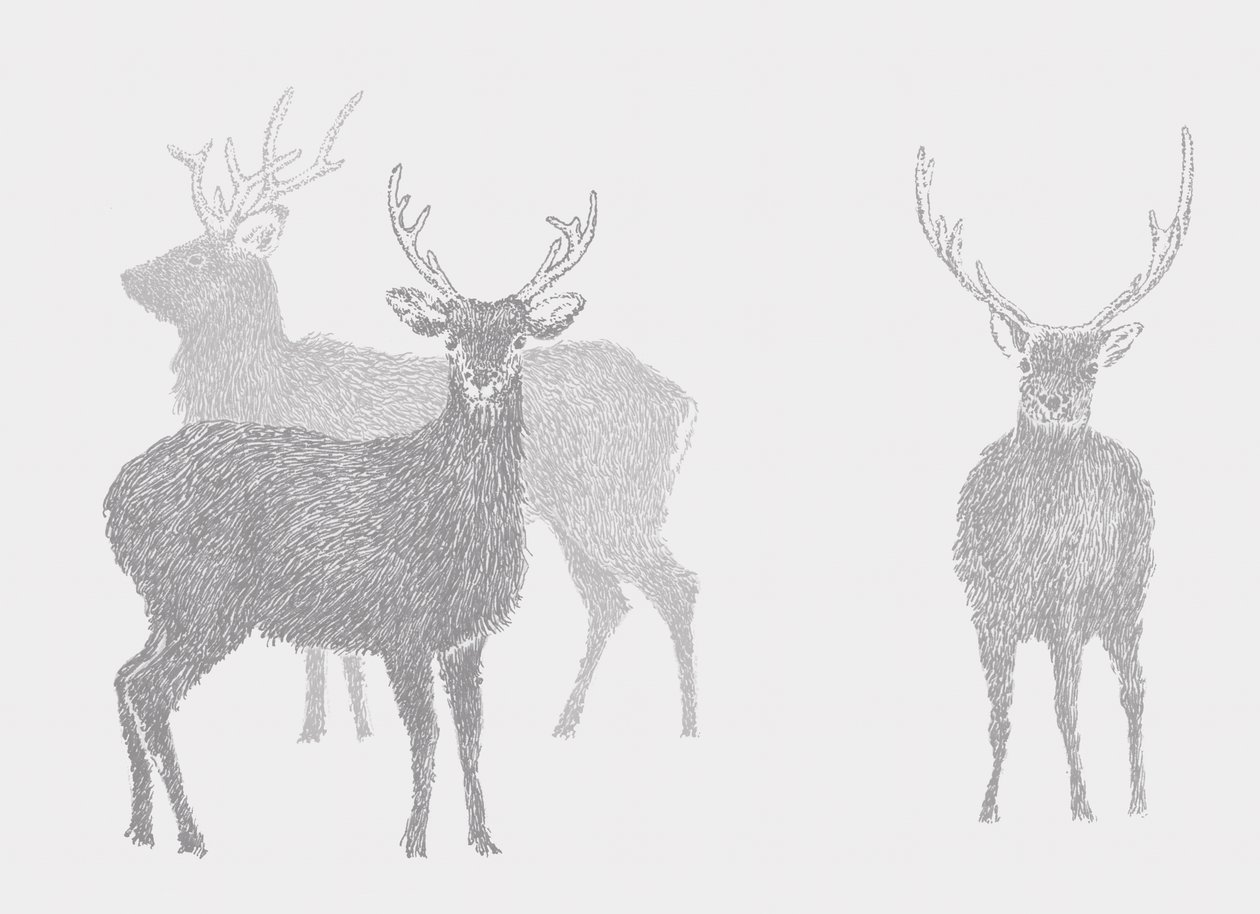 Sika Deer, 2017 作者 莎拉·霍夫