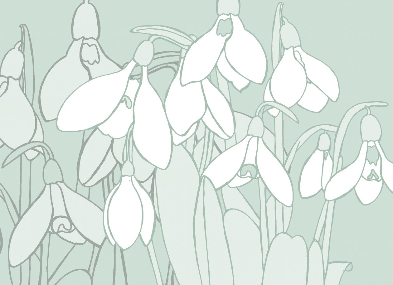 Snowdrops, 2017 作者 莎拉·霍夫