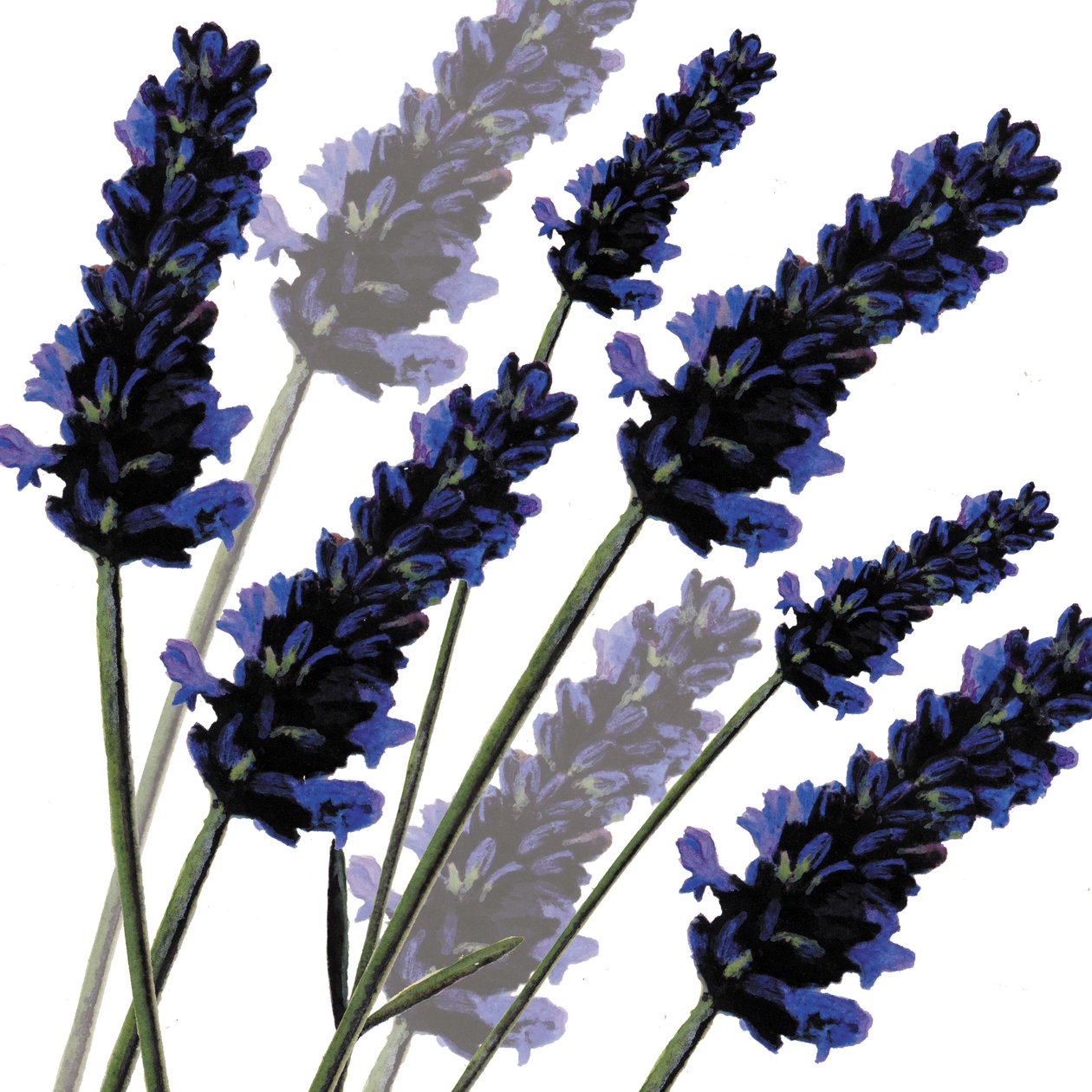 Sweet Lavender，2004（数字化） 作者 莎拉·霍夫