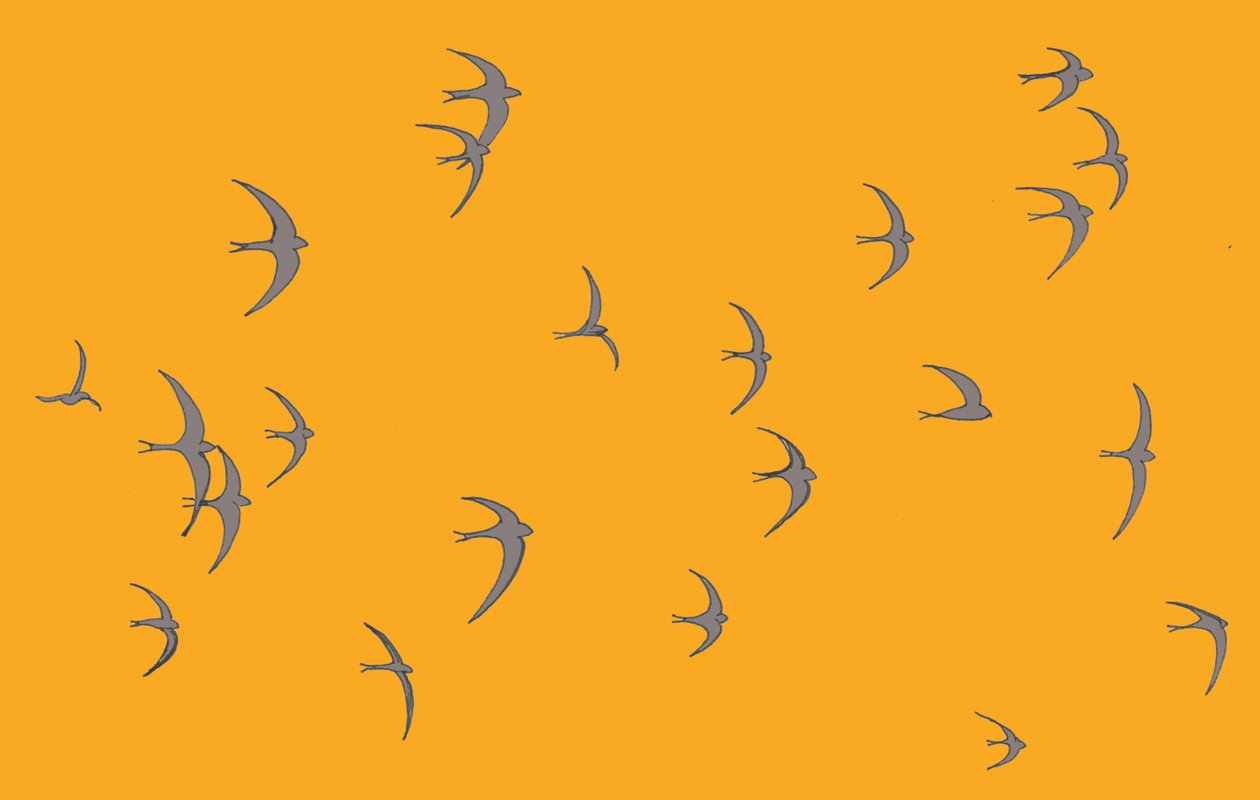 Swifts, 2017 作者 莎拉·霍夫
