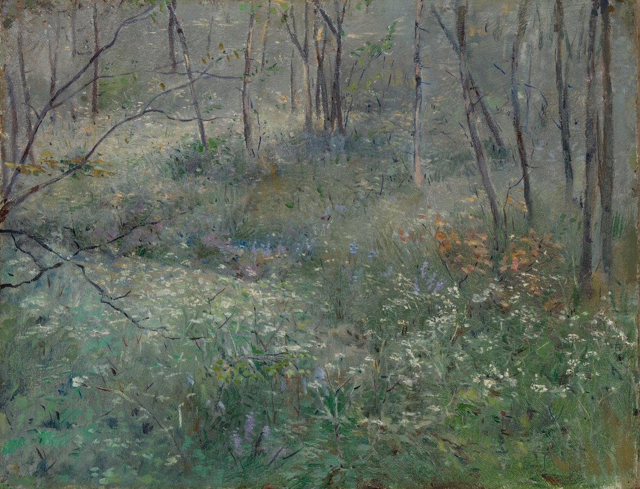 野生欧芹，1900年。 作者 莎拉·帕克斯顿（Sarah Paxton Ball）Dodson
