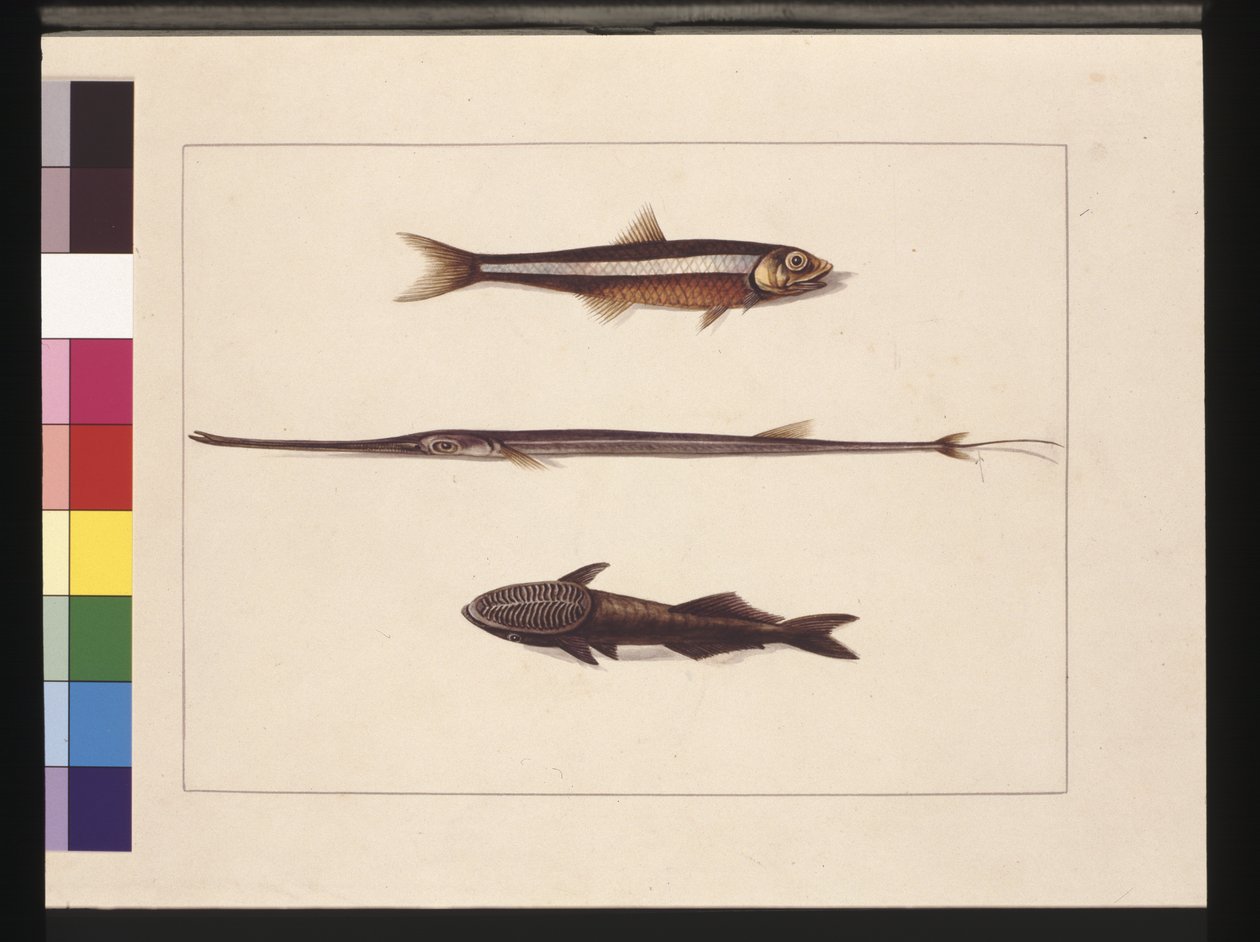 第 13 页。 Catherine, Tobacco, Pipe Fish, Remora Fish。 现在称为凤尾鱼、长笛嘴和吸吮鱼，约 1789-90 年（水彩） 作者 莎拉·斯通（Sarah Stone）